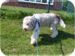 1707 Merlin ersch�pft beim Spaziergang