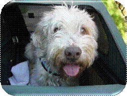 1726 Merlin in Karre