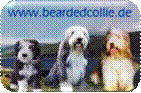 beardedcollie.de mT.jpg