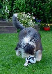 Fu�ball 5.jpg