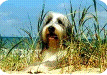 Bearded Collie
vom alten Typ - standardgem
