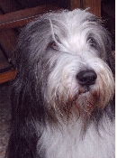 typischer
Beardie-
Blick