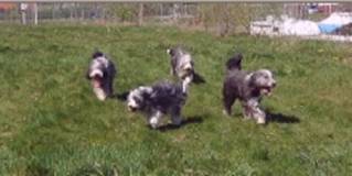 toben auf der Wiese mit 4 - DG-Gr