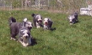toben auf der Wiese mit 5 - DG-Gr