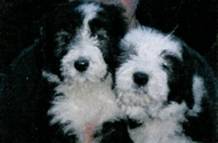 Bearded Collie 
Welpen