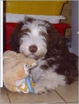 0050 mit Kuschelhund