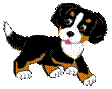 Berner Puppy
