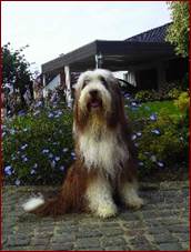 0434-0194k Sch�ferhund
