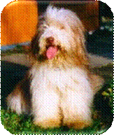 vergleich alter Typ 2