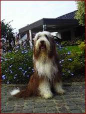 0434-0194k Sch�ferhund