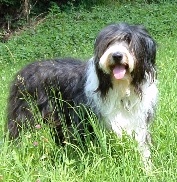 Beardie-Hndin 
vom alten Typ