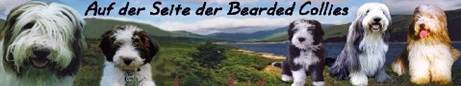 Banner Auf der Seite der Bearded Collies k.jpg