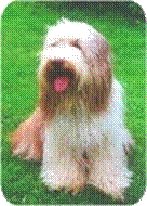 �berz�chteter
Bearded Collie