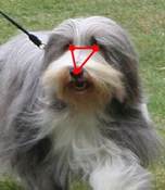Augen Dreieck schmal.jpg
