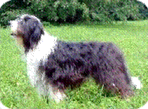 Bearded Collie
standardgerechte H�ndin