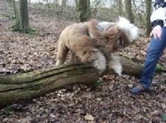 Sprung im Wald, L-Wf Emil