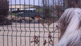 Schafe werden getrieben,
Beardie schaut zu