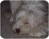 Beardie-
Blick