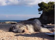 Strand - MBCBaier.jpg