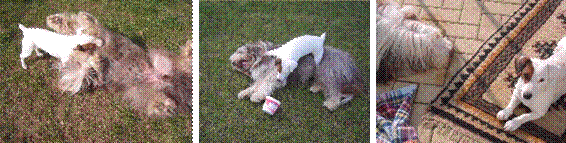 Beardie und Terrier