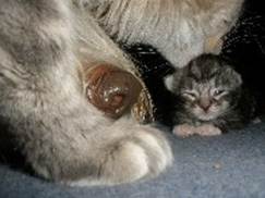 katzenbaby ZHBruder