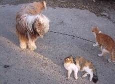 Beardie und Katzen
