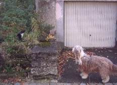 Beardie im "Gespr�ch" mit Katze