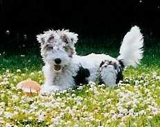123 Darvin im Gras, 7 Mon.jpg