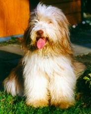 Merlin