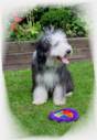 mike welpe frisbee.jpg