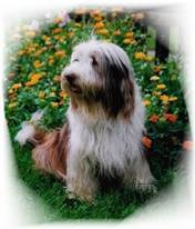 Mitch
Monty von der Hummelwiese