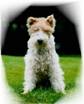 Robin
14 1/2 Jahre