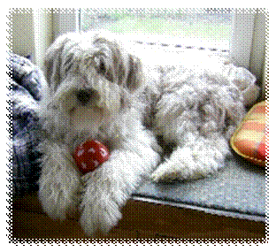 08-07-03 Merlin mit rotem Ball.jpg