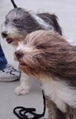 Beardies im Wind
