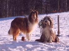 Collie und Beardie