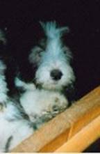 Merlin